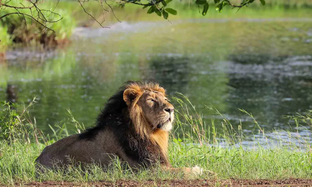 Gir-National-Park-7-Days-Gujarat-Wildlife-Tour